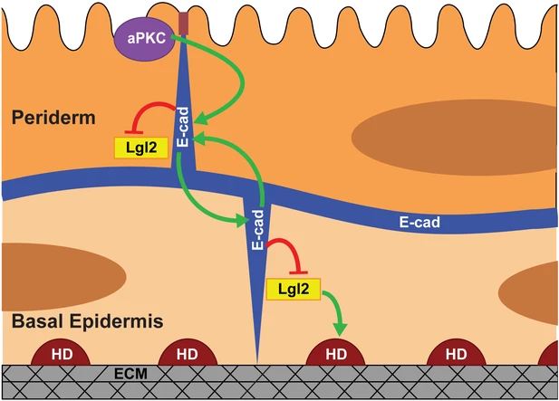 Mechanism of polarity establishemnt in bilayered epithelium