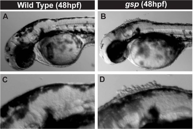 goosepimple mutant phenotype