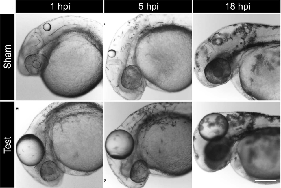 goosepimple mutant phenotype